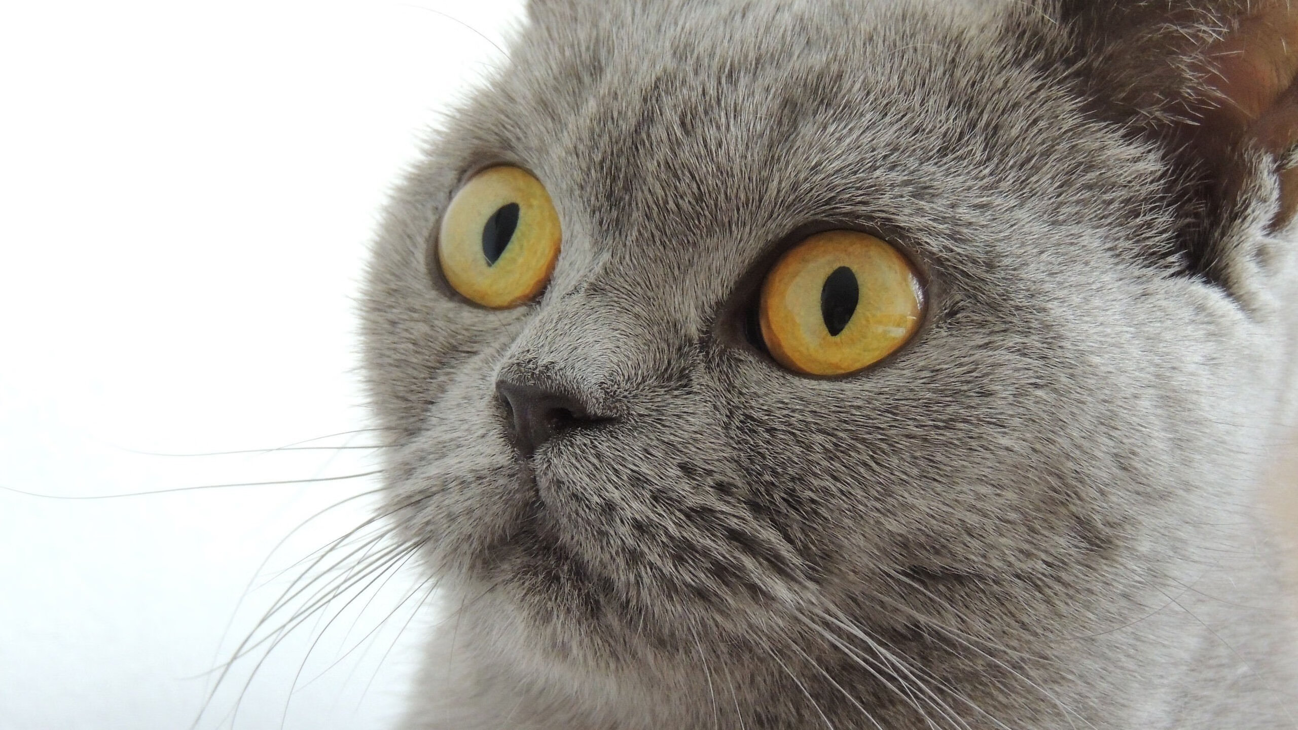 杜兰特冠军级表现定乾坤，北京队力克黄蜂展现实力